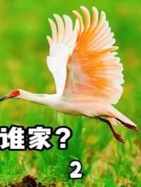 世界多国都有国鸟，我国为啥迟迟选不出？ #科普知识 #萌知计划 #国鸟