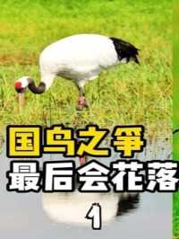 世界多国都有国鸟，我国为啥迟迟选不出？ #科普知识 #萌知计划 #国鸟