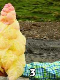 一生只开一次花，高原宝塔到底是啥？ #科普知识 #萌知计划 #川藏线 #塔黄 