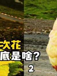 一生只开一次花，高原宝塔到底是啥？ #科普知识 #萌知计划 #川藏线 #塔黄 