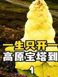一生只开一次花，高原宝塔到底是啥？ #科普知识 #萌知计划 #川藏线 #塔黄 