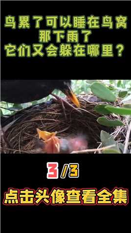 鸟累了可以睡在鸟窝，那下雨了，它们又会躲在哪里？ (3)