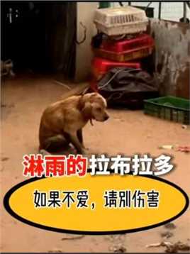 如果不爱，请别伤害，愿所有的毛孩子都能够温柔以待…