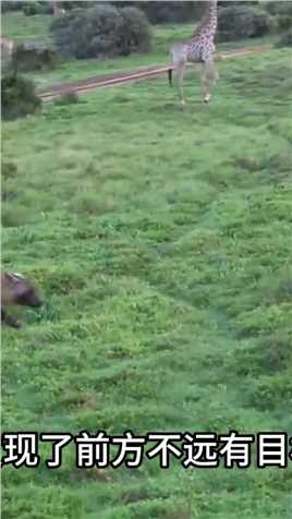 嚣张跋扈不可一世的棕鬣狗，当初打劫简直目空一切#野生动物零距离#神奇动物 