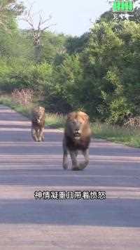 雄狮兄弟巡视领地发现对手并强势驱逐#雄狮#动物世界