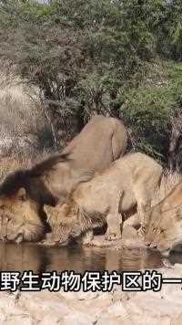 雄狮联盟对两头狮王发出霸气挑战#野生动物零距离#雄狮