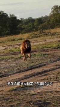 霸气雄狮入侵狮王领地，并强势掌控狮群#动物世界#野生动物零距离