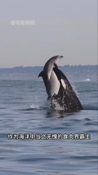 海洋中霸气的虎鲸与接近人类#鲸鱼#海洋生物