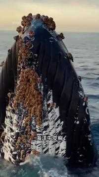 海洋座头鲸被藤壶困扰#海洋生物#鲸鱼