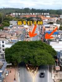 在广东河源有一颗古树，被称为“”，几百年来无人敢动，车辆都要给它让道，您知道为什么吗？