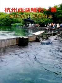 杭州西湖最精彩一幕，，见者好运