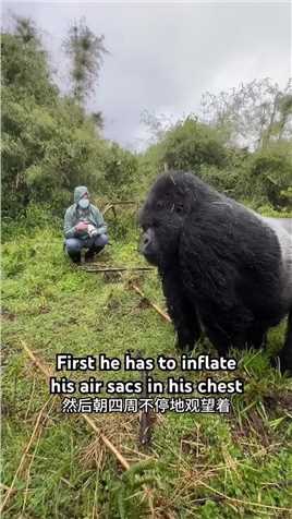 猩猩在看望男子。