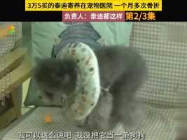 3万5买的爱犬寄养宠物医院，出现多次骨折，医院：泰迪都这样#宠物医院#立耳泰迪#泰迪#骨折#寄养 (2)