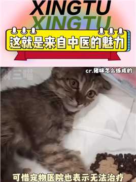 这是一只被中医救活的小猫!