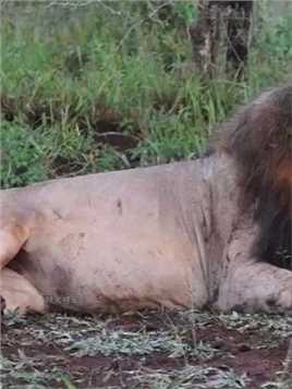 清晨咆哮的奥卡万戈沼泽地年轻雄狮，极具穿透力的狮吼！