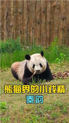 熊猫界的小戏精秦韵，她的演技让游客哭笑不得#大熊猫 #大熊猫秦韵 