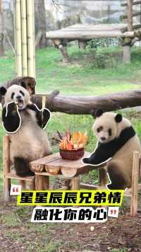 今天是星星辰辰的生日，让我们来祝福这对粘人的兄弟#大熊猫莽星星#大熊猫莽辰辰