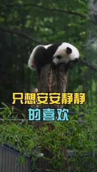 没有文案只想安静的看熊猫#大熊猫 
