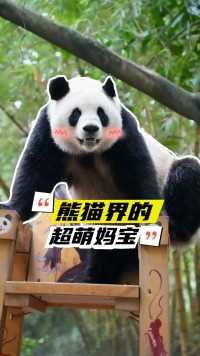 熊猫圈超级妈宝熊，有没有你的心上熊 #大熊猫国庆  #大熊猫贤贤崽  #大熊猫渝可