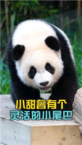 睿宝的小尾巴好可爱，就像有个开关一样，一碰就翘起来。#大熊猫睿宝 #大熊猫