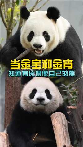 金宝和金宵不知道对方身份，只知道有个长得像自己的熊时#大熊猫金宝#大熊猫金宵