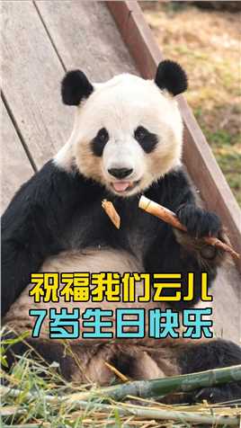 云儿舅舅明天就是他的生日了，希望更多的人了解这个帅帅的大男孩 #大熊猫 #保护动物#大熊猫云儿