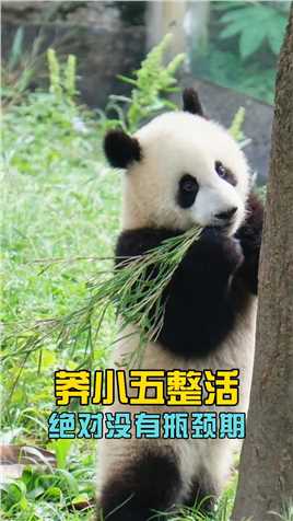 莽小五整活绝对没有瓶颈期，每周都来个新花样#大熊猫莽小五 #大熊猫