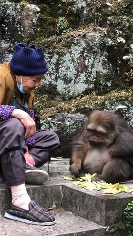 动物也好   人类也好   这生都不容易 那 一刻的温情融化在我心底 #师太寺庙独臂猴子 #善待动物关爱生命 #峨眉山的猴子