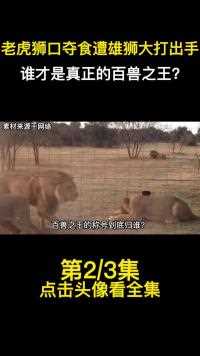 老虎狮口夺食，狮子霸气护食大打出手，谁才是真正的百兽之王？ (2)