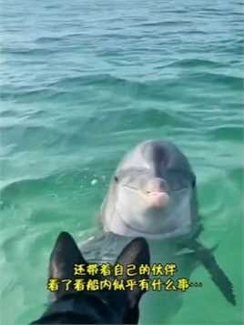 渔民出海途中救了一只被缠住的小海豚，获救后不忘感恩竟给小哥带来意外大礼