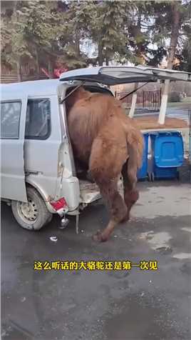 想坐车的大骆驼