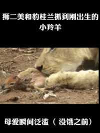 狮二美和豹桂兰抓到刚出生的小羚羊#野生动物 #野性的呼唤 