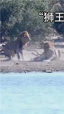 狮王被同类咬的血肉模糊，背上都被咬开了个大口子#野生动物零距离#狮子#弱肉强食的动物世界
