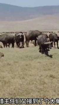 鬣狗群包围野牛、野牛拼命反击鬣狗#鬣狗#野生动物零距离#水牛
