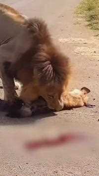 鬣狗吃狮子肉，结果被狮王发现杀掉了小鬣狗后，大鬣狗也被掏心掏肺了#鬣狗#狮子#动物世界