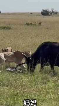 野牛刚生完孩子就几个五头狮子决斗#动物世界#水牛#野生动物零距离