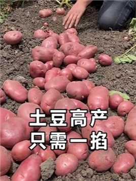 一个小动作，让你的土豆产量高，长得好