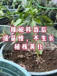 辣椒移栽后缓苗慢，生长慢，植株黄化的原因