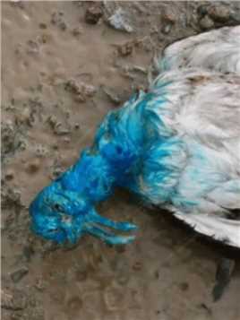 2.一群蓝鸟从天而降 法医在附近发现一具尸体 #识骨寻踪 #美剧 #悬疑 #奇葩 #小电影 #短剧 