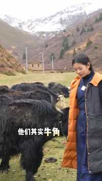 想嫁到牧区放牛，必须要把牧场的几百头牦牛认全才行哦#藏族姑娘  #高原牦牛  #牧民生活