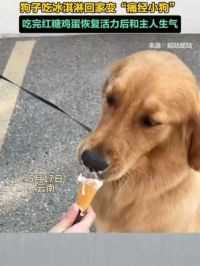 狗子吃冰淇淋回家变“痛经小狗”，吃完红糖鸡蛋恢复活力后和主人生气。