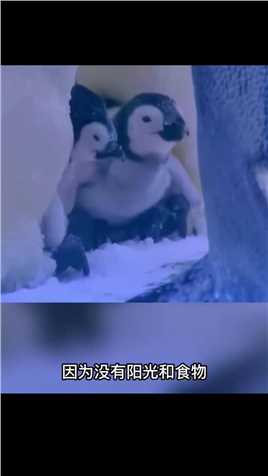 企鹅需要帮助但是规则不允许 暖心正能量
