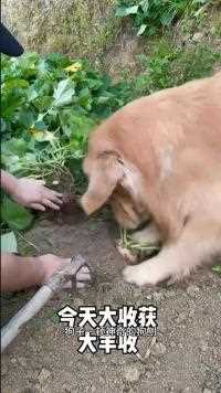 狗子帮忙挖地瓜来了！