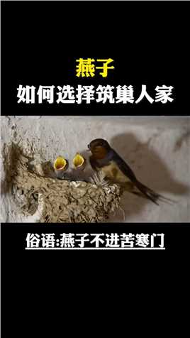 俗话说 -燕子不进苦寒门，燕子到底是如何判断和选择筑巢地方的？