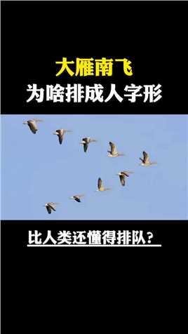 太神奇了，大雁南飞，为什么要排成人字形呢？它们真的通灵性，比人类还懂得排队吗？ 