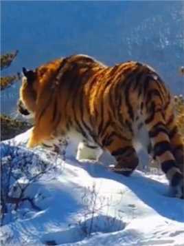 俄罗斯哈巴罗夫斯克，失踪三个月代号“匕首”的西伯利亚虎再次出现世界