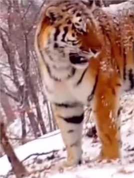 俄罗斯哈巴罗夫斯克，虎妈在风雪中呼唤走失的小老虎，结局很美满世界