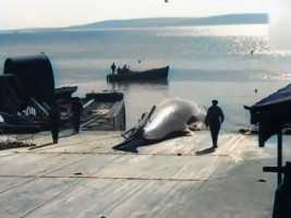 40年代南非渔船捕杀蓝鲸，徒手制服150吨巨物，过程极其残暴！