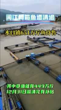 闽江流域继续进行网箱清退，仅水口镇就有650万斤鱼待售！#水产养殖 #网箱养殖 #水产养殖户 #草鱼