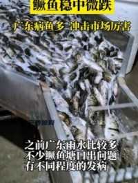 广东雨水多，不少鳜鱼塘口出问题，有不同程度的发病，病鱼对鱼价的冲击比较大。